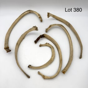 Set of Six Authentic Human Rib Bones