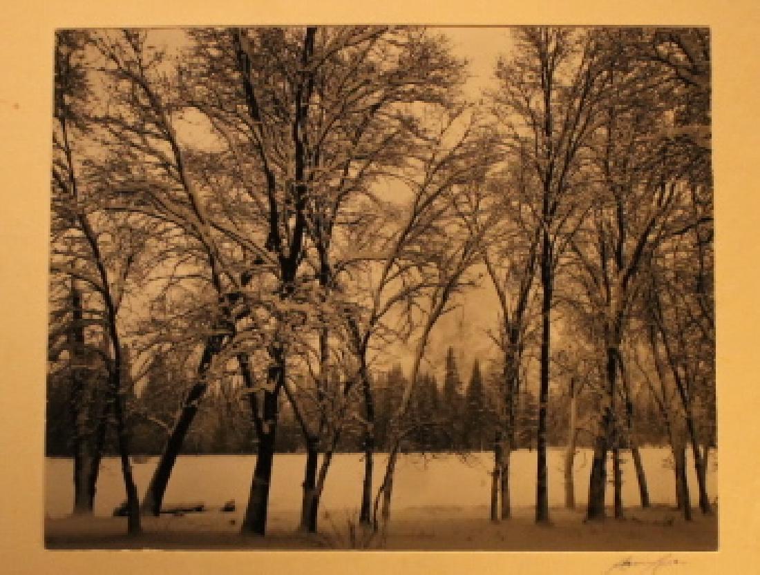 Ansel Adams 1935 Photograph "Young Oaks in Snow" (1 of 8)