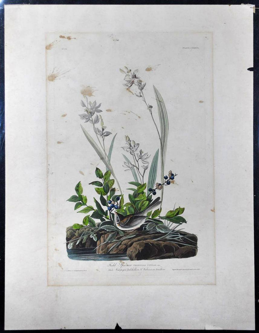 John James Audubon "Field Sparrow": John James Audubon, plate CXXXIX Imperial size medium folio, Havell edition, 1832 with J. Whatman 1832 watermark etching and aquatint on paper, plate size 19 1/2" x 12 1/4" framed size 26 1/2" x 20" s
