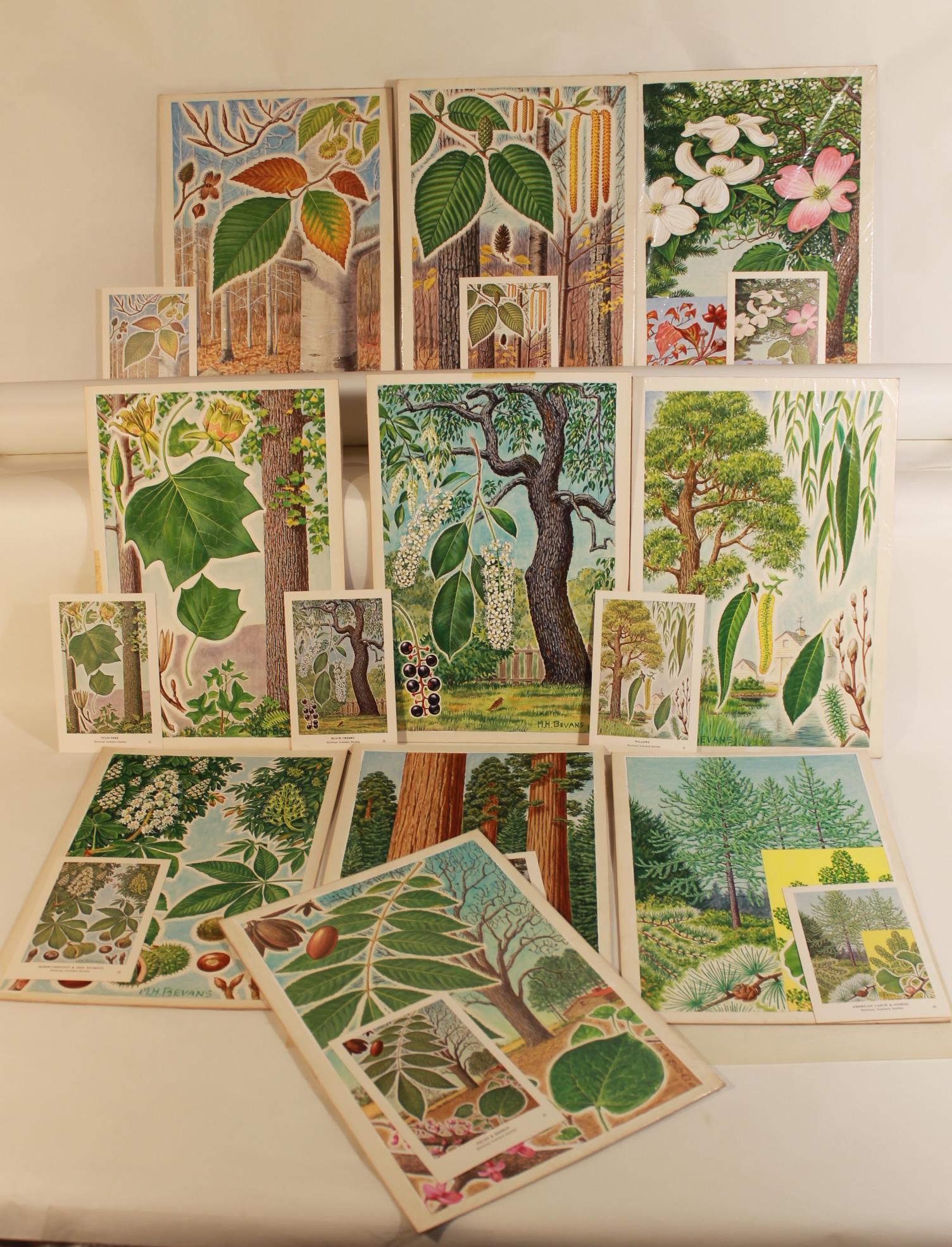 M.H. Bevans Illustrations: Lot of 10 watercolor illustrations, 13" x 9", Dogwood, Redwood Willows, Ohio Buckeye, Tulip, Black Cherry, American Beech, Black Birch, Ginko, Sequoia, with corresponding cards