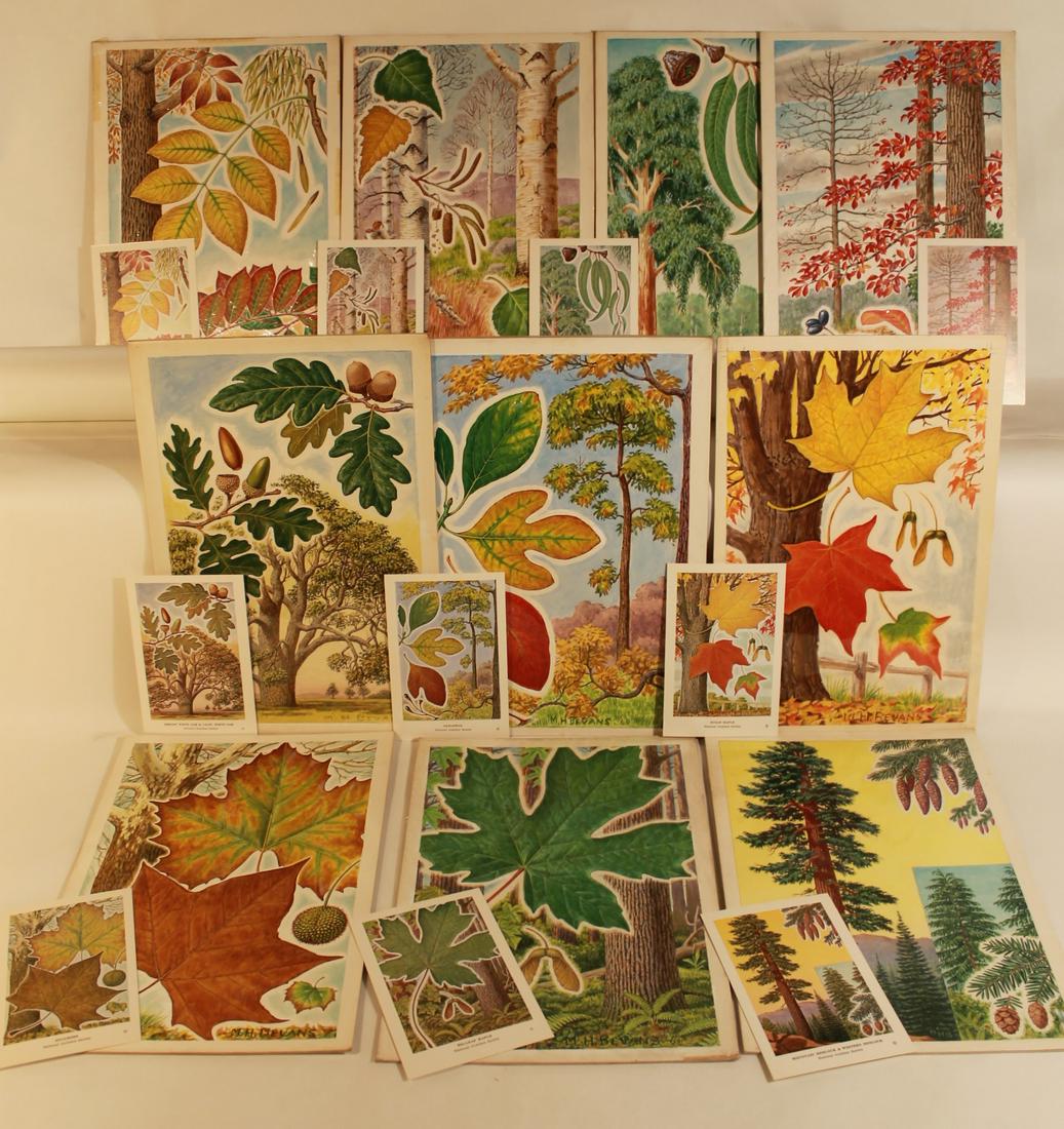 M.H. Bevans Illustrations: Lot of 10 13" x 9" illustrations by M.H. Bevans, for the NY National Audubon Society, Tupilo, Poison Sumac, Paper Birch, Eucalyptus, Sycamore, Big Leaf Maple, Western Hemlock, California White Oak, Sa