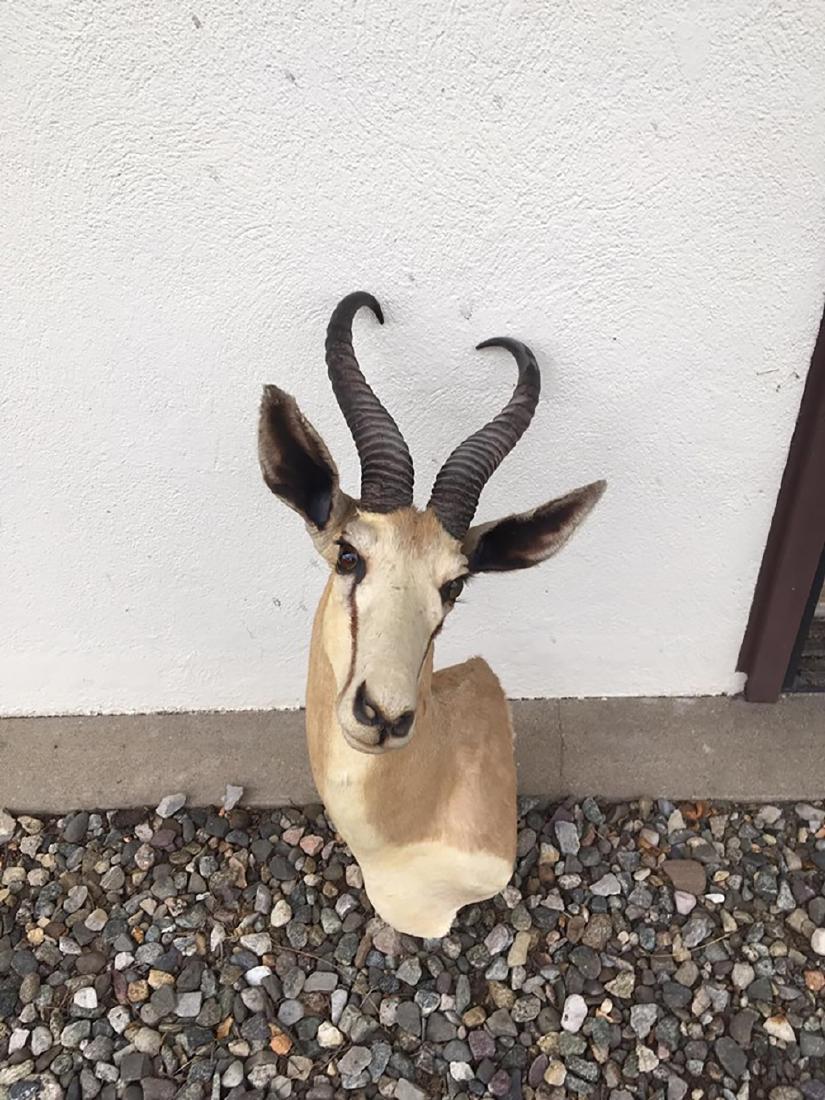 African Springbok Taxidermy: African Springbok shoulder mount taxidermy. The Springbok is the most abundant antelope in the central and western parts of South Africa.