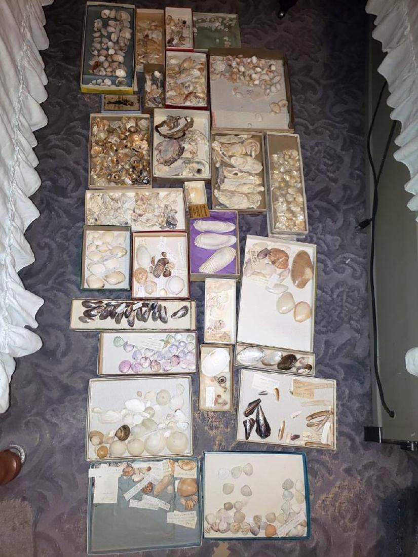Seashell Collection: Seashell collection includes a variety of shells in individual boxes, many are identified. From the Wadhams estate.