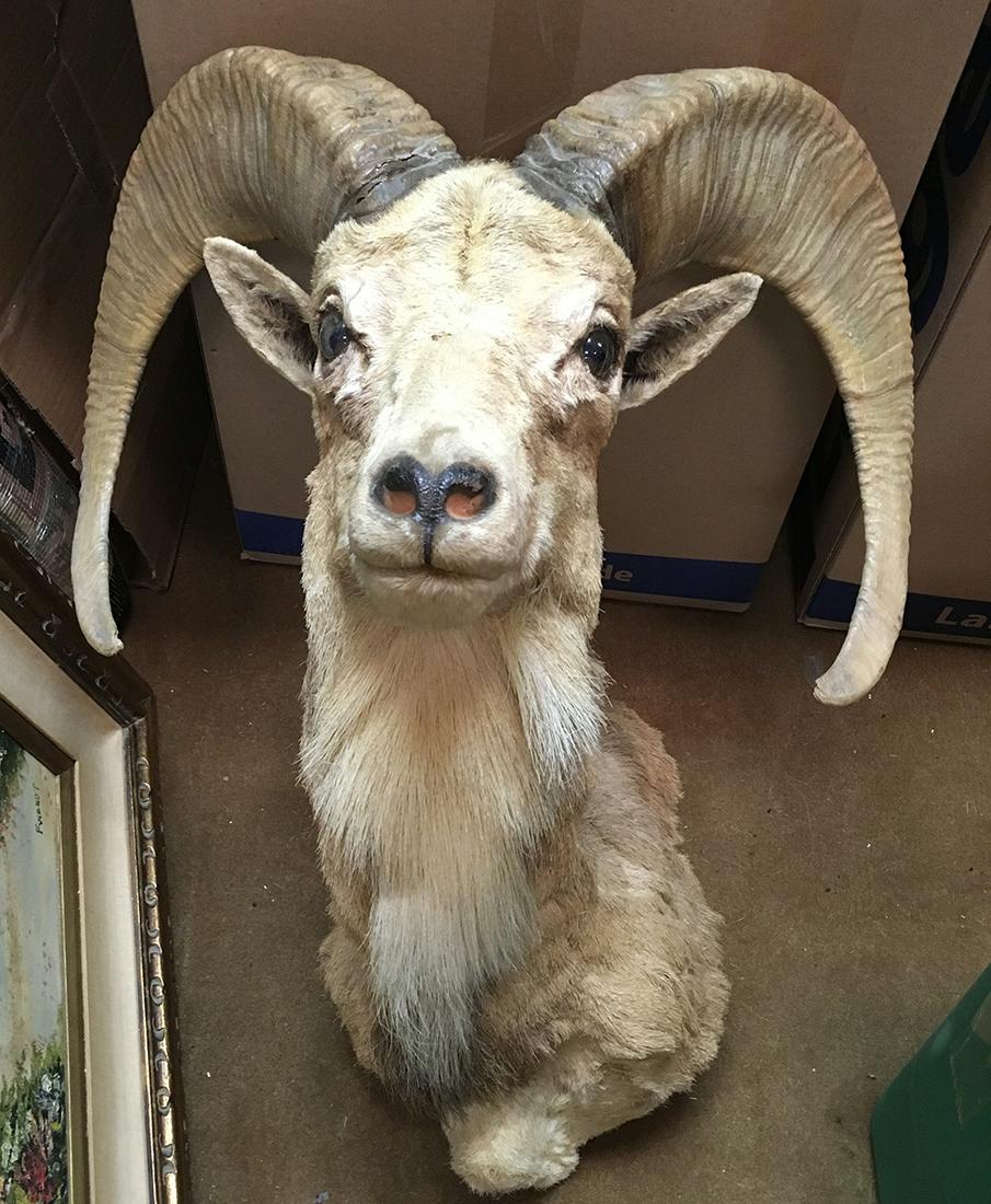 Aoudad Barbary Sheep Taxidermy: Aoudad Barbary Sheep Taxidermy shoulder mount. This estate mount comes from a safari hunt in Africa. Measures approx. 30.5” tall.