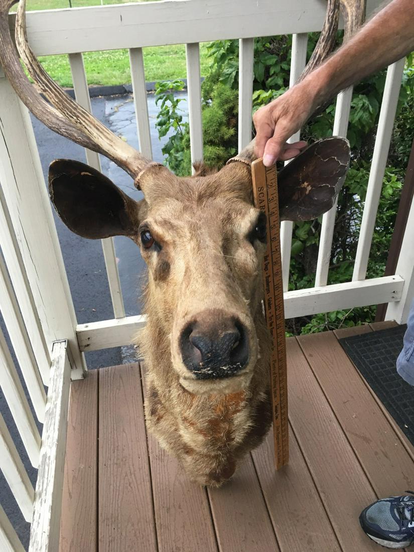 Caribou Taxidermy Shoulder Mount: Caribou Taxidermy shoulder mount, measures approx. 36” tall, horns are additional approx. 32” long.This is a vintage mount (c. 1960s) and has some hair loss on neck area.