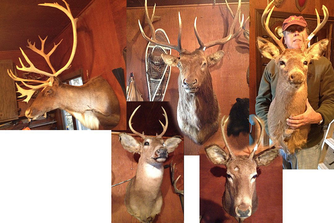 2 Elk and 3 Deer Mounts: Elk 5x6 Mature Bull Mount from Northern New Mexico. Alaskan Tundra Caribou Mount. 3 additional deer mounts. These mounts are from a private collection. Taxidermy was consigned by same person, not purc