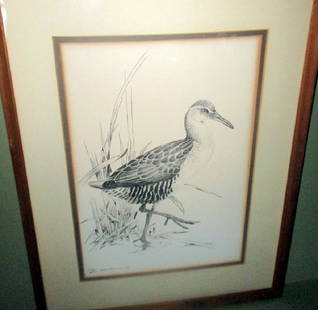 Etching of a Shore Bird: Etching of a shore bird by Lansdowne, dated 1976. In good condition. Measures 19" inches by 15" inches end to end of frame approximately.