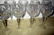 Set of Fourteen Signed Waterford Wine Goblets