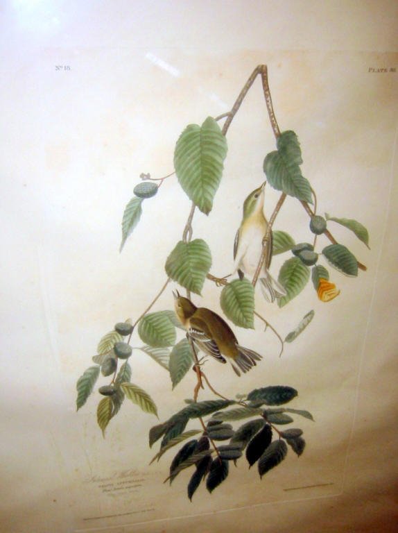 Lg. Folio Audubon Print No. 18 Plate 88: Warbler Male 1.F.2 by John J. Audubon colored and engraved by R. Harvell 1830 in good condition. Some very minor foxing. Framed and measures 28" x 38" end to end.