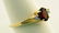 2 Ladies Yellow Gold Garnet Rings - 2