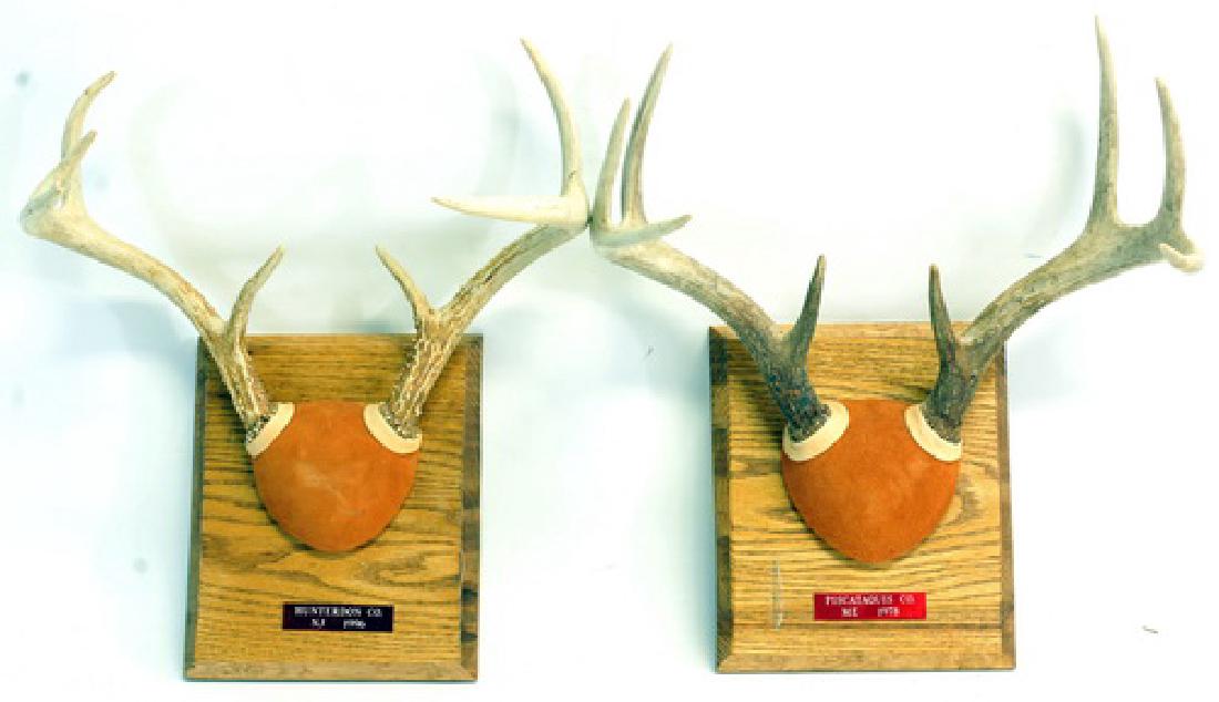 Seven Deer Antlers each with their own Provenance: Not shippable