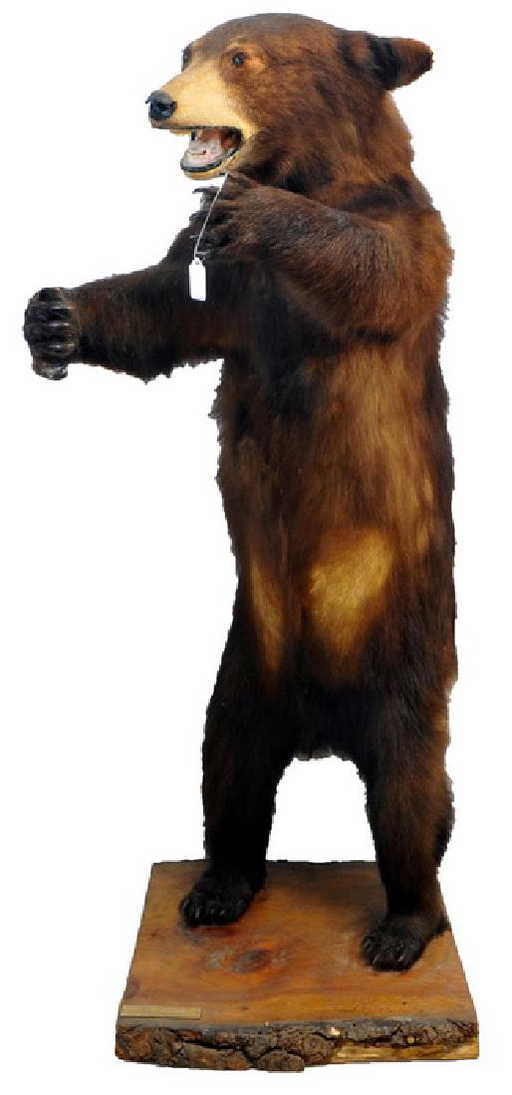 Black Bear Full Body Taxidermy Mount Maine