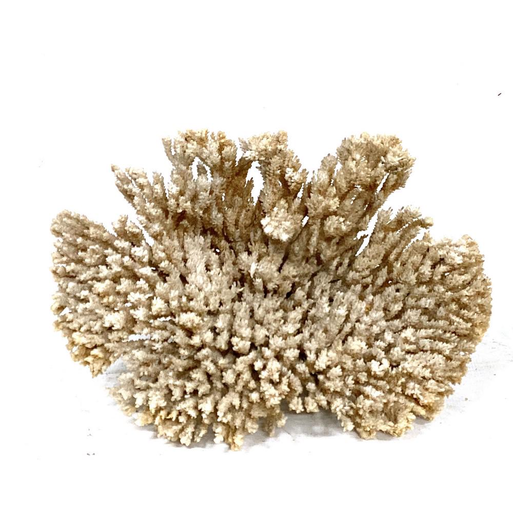 Large Piece of Dried Coral (1 of 1)