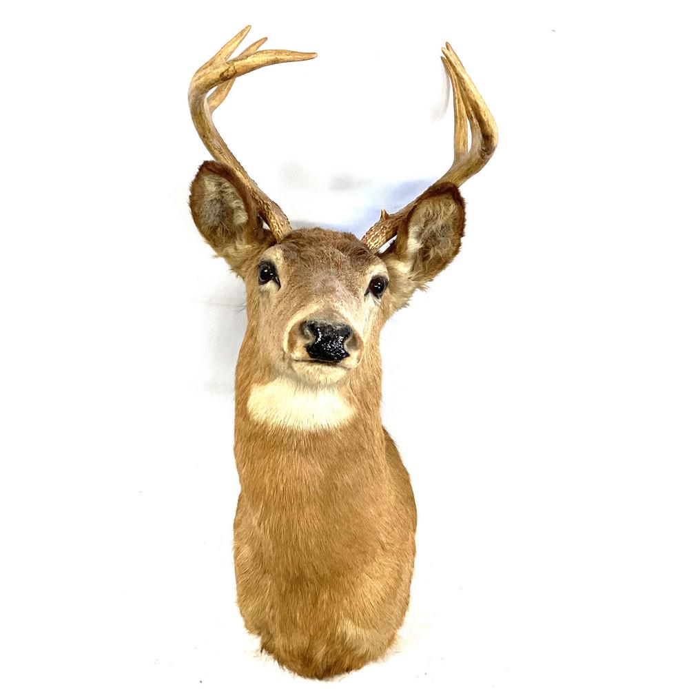 Taxidermy Maine 6 Point Whitetail Buck Deer (1 of 1)