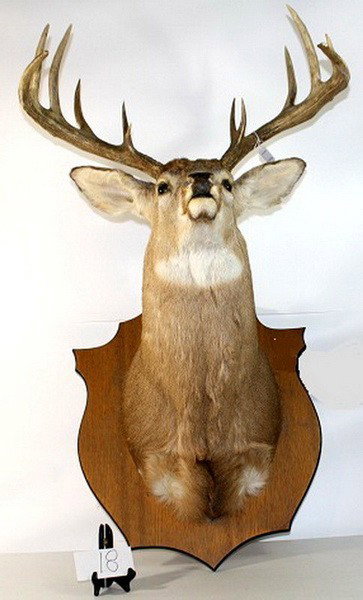 12 Pt. Whitetail deer mount: 12 Pt. Whitetail deer mount
