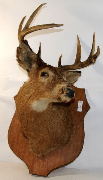 Maine White Tail Deer. 8-point buck mounted on pla: Maine White Tail Deer. 8-point buck mounted on plaque