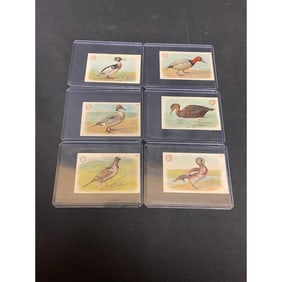 (18) 1893 Church And Co Arm And Hammer Birds