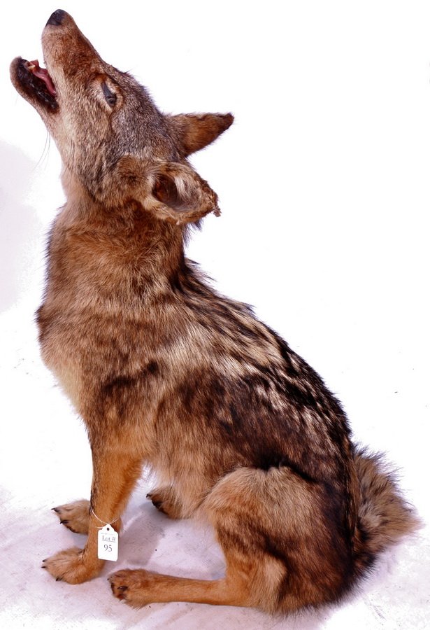 Howling Coyote Taxidermy Mount: Howling Coyote Taxidermy Mount