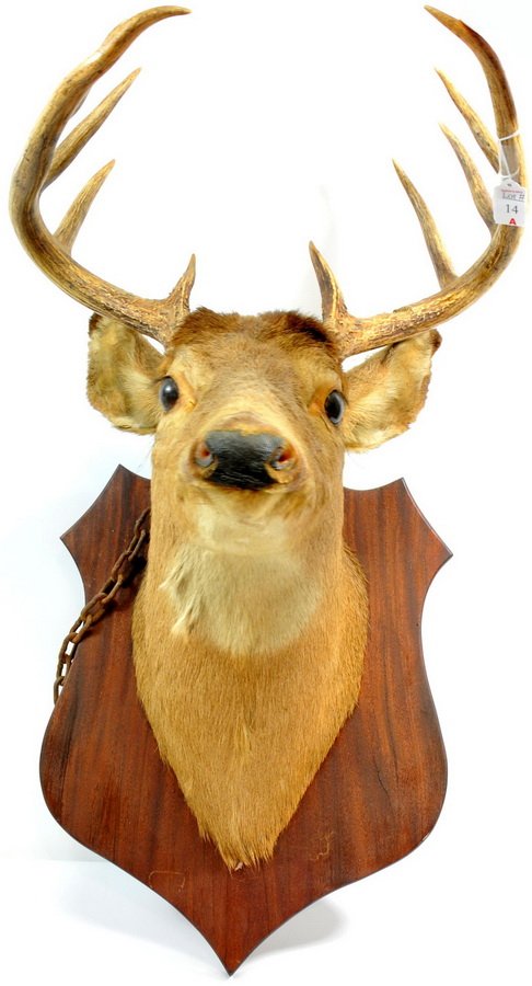 Whitetail deer 10 point buck mounted on wooden plaque: Whitetail deer 10 point buck mounted on wooden plaque