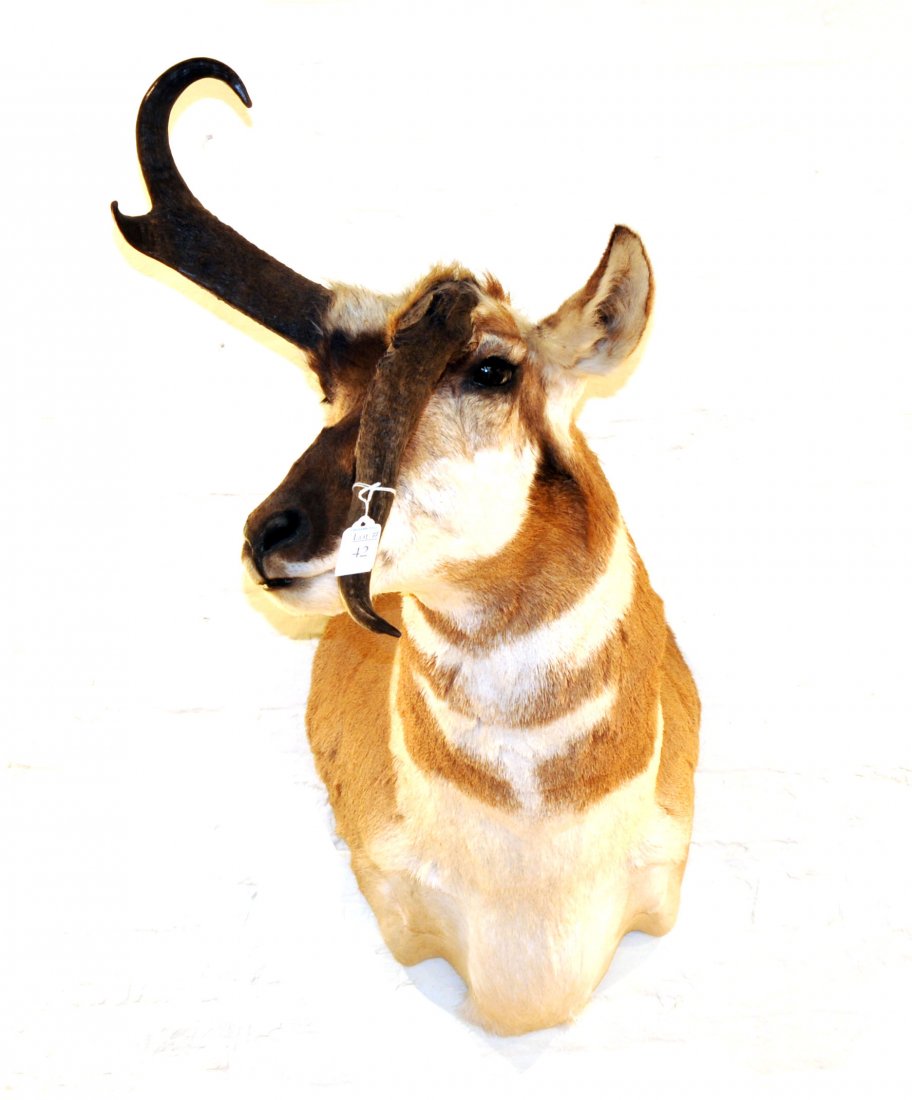 Non Typical Pronghorn Antelope Mount