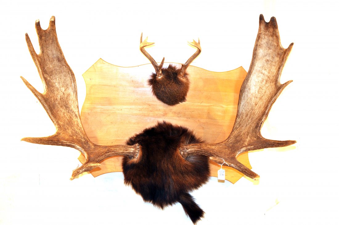 14 Point Maine Moose Antlers Mounted to Board: 14 Point Maine Moose Antlers Mounted to Board