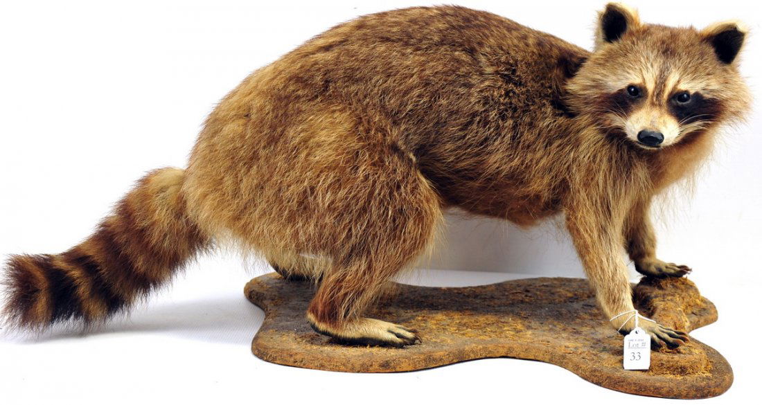 Raccoon Taxidermy Mount Full Body: This full body mount is in good condition and measures approx. 16" high, 32" long, and 15" wide.