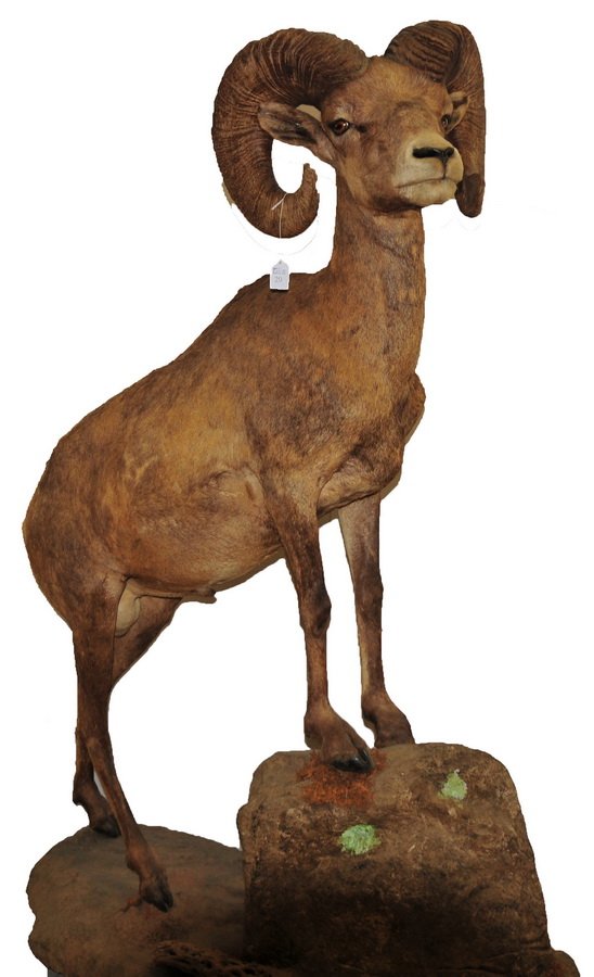Full Body Desert Big Horn Sheep Mount: Full Body Desert Big Horn Sheep Mount