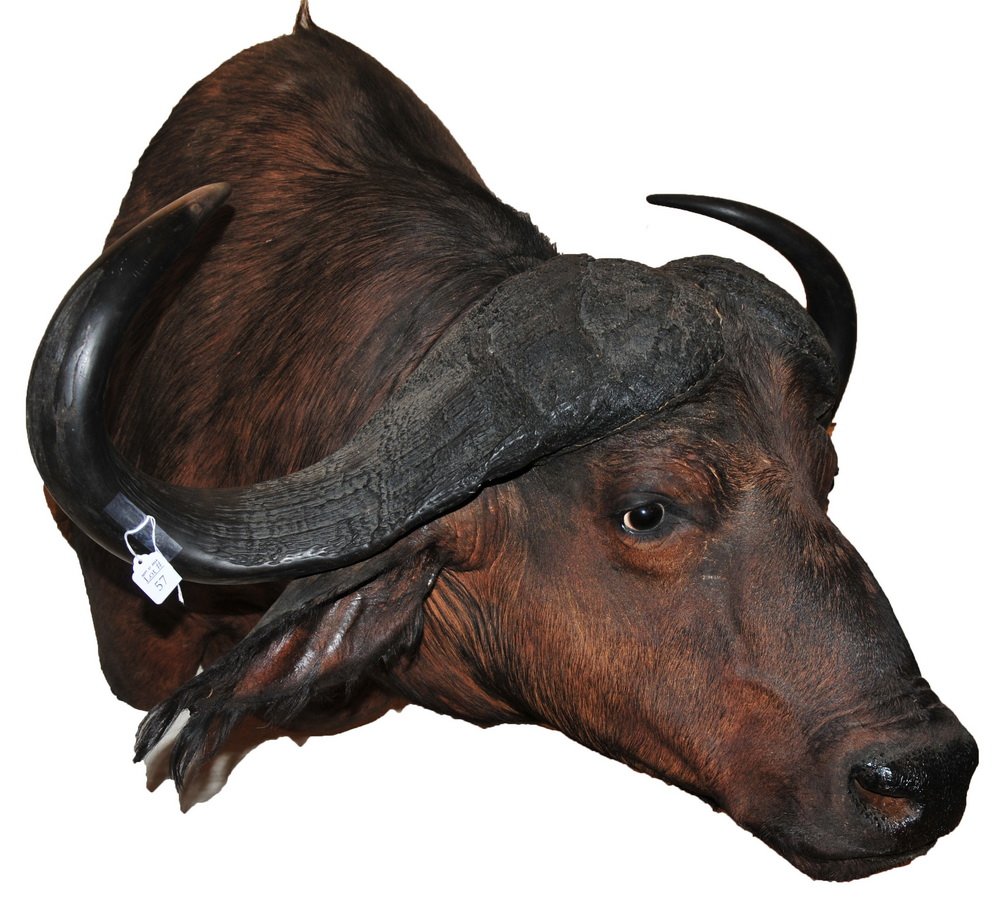 Cape Buffalo Taxidermy Shoulder Mount: Cape Buffalo Taxidermy Shoulder Mount