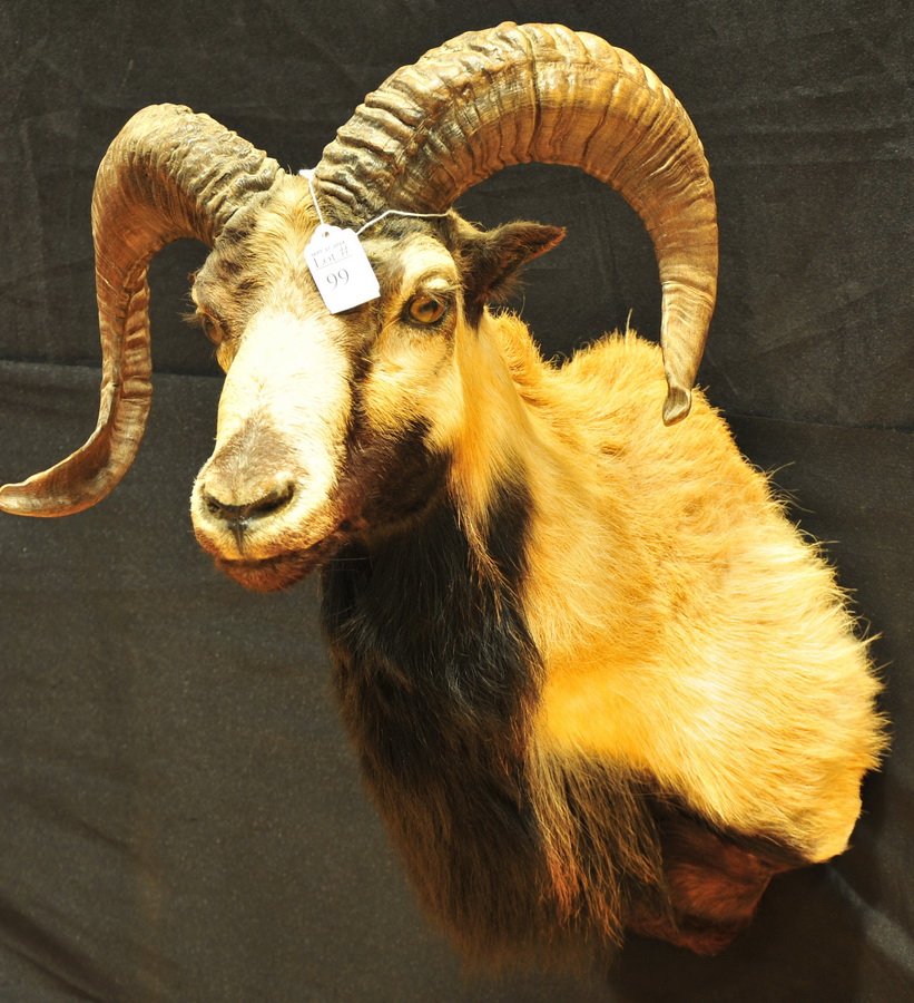 Corsican Ram Taxidermy Mount: Corsican Ram Taxidermy Mount