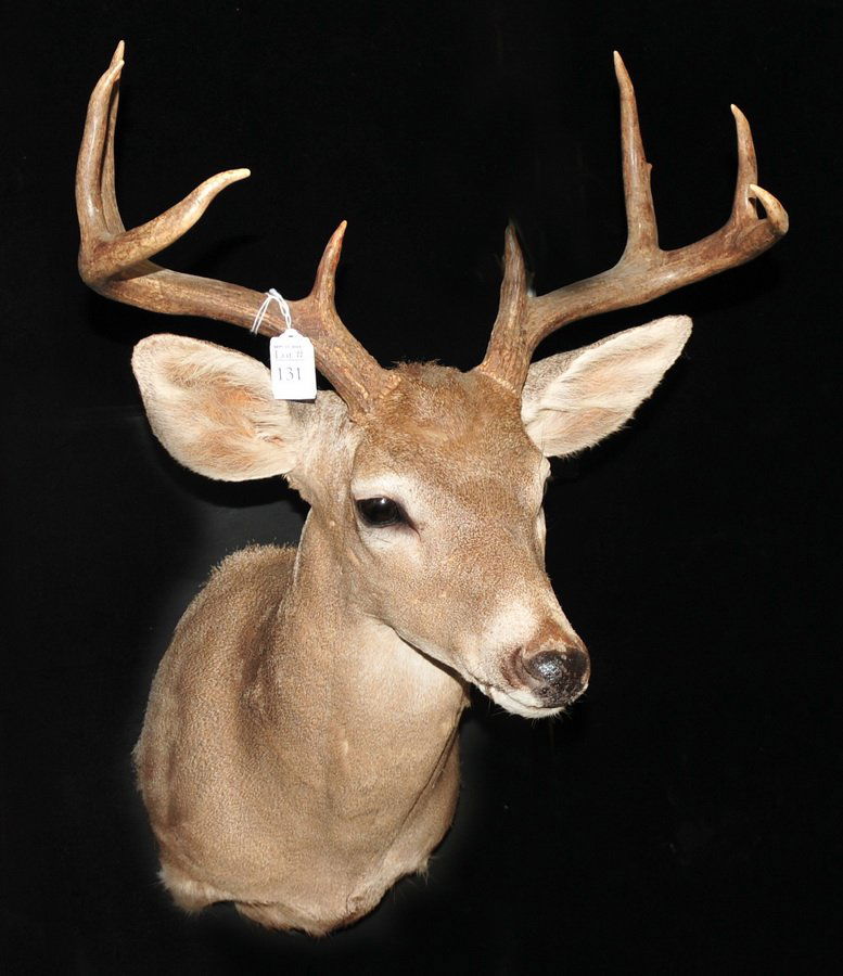 8 Point Coues Deer Mount: 8 Point Coues Deer Mount