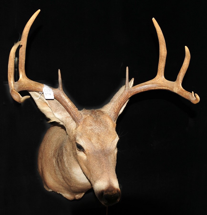 8 Point Whitetail Taxidermy Mount: 8 Point Whitetail Taxidermy Mount