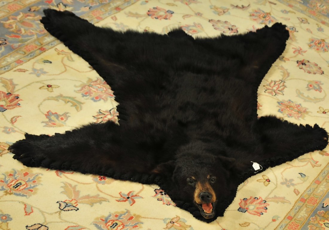 Maine Bear Skin Taxidermy Rug 62": Maine Bear Skin Taxidermy Rug 62"