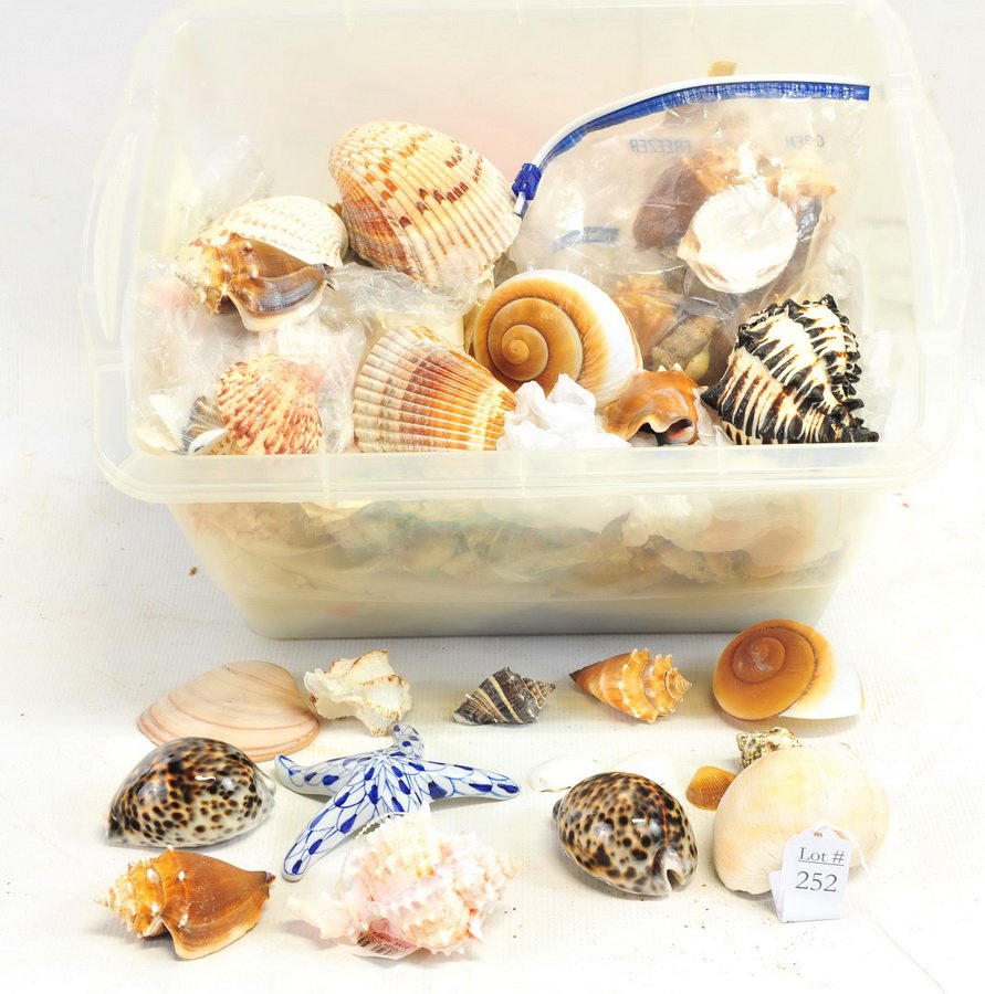 Estate Collection of Sea Shells: Collected on beaches around the country, great for arts and crafts