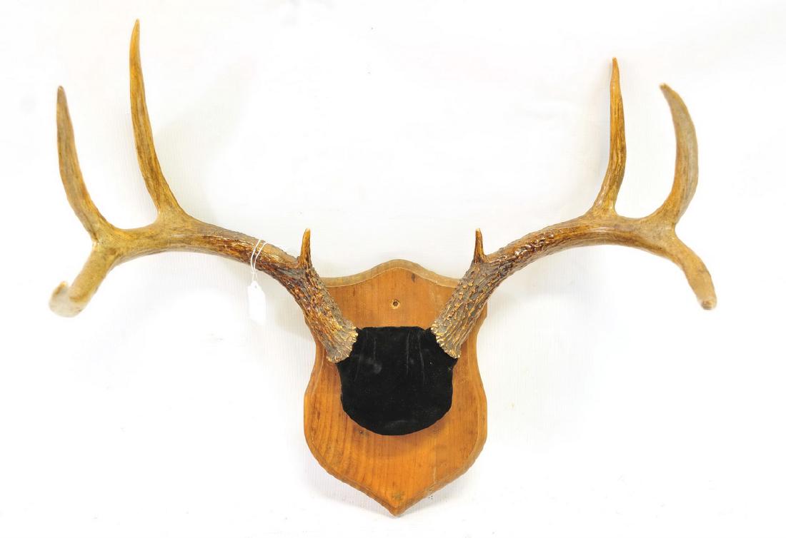 Maine Trophy 8 Point Deer Antlers Mounted on Board: With photo on back Rangeley Maine area, 19" spread, good mass