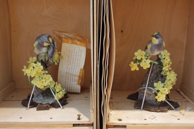 Pair Royal Worcester Dorothy Doughty Birds: Audubon Warbler and Palo Verdi Height 8 3/4 inches In original wood box
