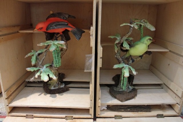 Pair Royal Worcester Dorothy Doughty Birds: Scarlet Tanagers Height 12 inches Height 11 inches in original wood box - slightly damaged - note photo