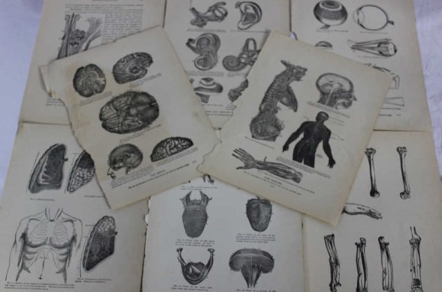 Antique Medical Prints of Organs & Bones: Each page 9.5" x 7"