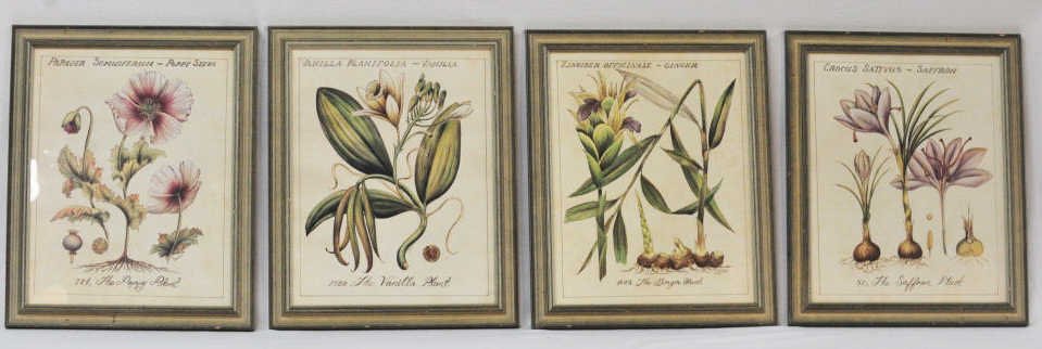 Group of Four Flower Prints: Poppy Plant, Ginger Plant, Saffron Plant, and Vanilla Plant, their Latin and English names. Each approximately 12.5 Inches by 10 Inches.