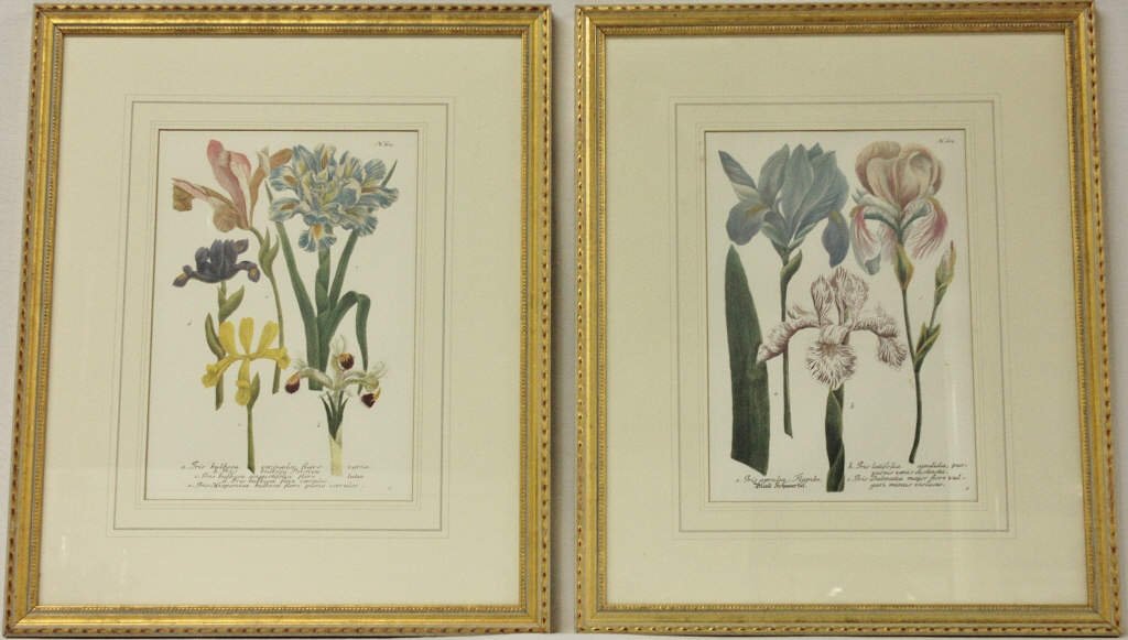 Two Horticultural Prints of Irises: Flower prints with Latin species names listed below. Plate No. 607 and No. 609. Height 14 Inches With 9.5 Inches