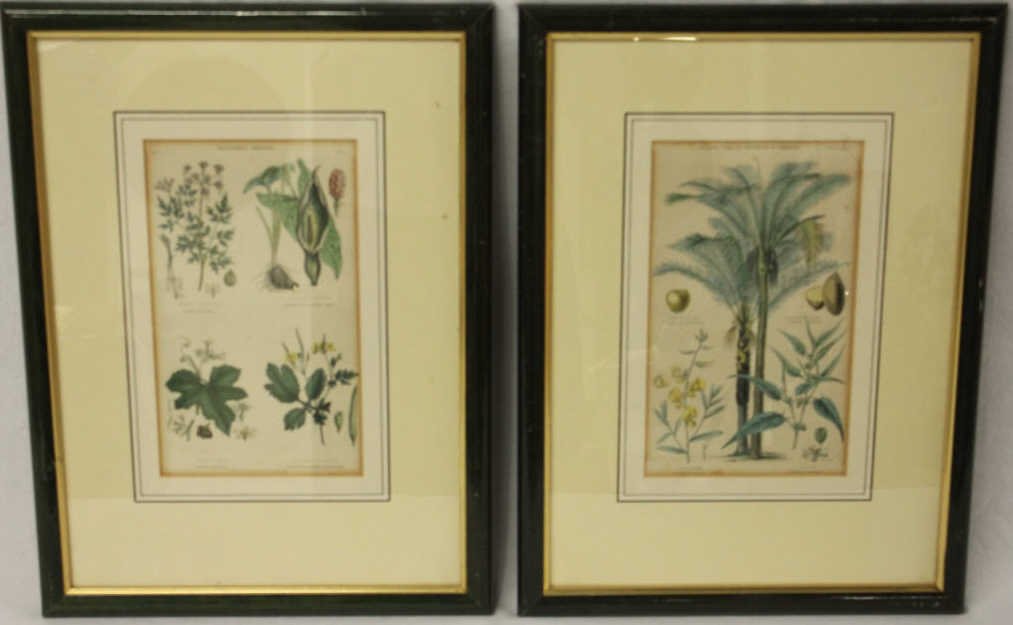 Two Blackie & Son Prints of Plants: Plants Used in Clothing and Cordage (Plate XXXIV and "Vegetable Poisons (Plate XXXV)".