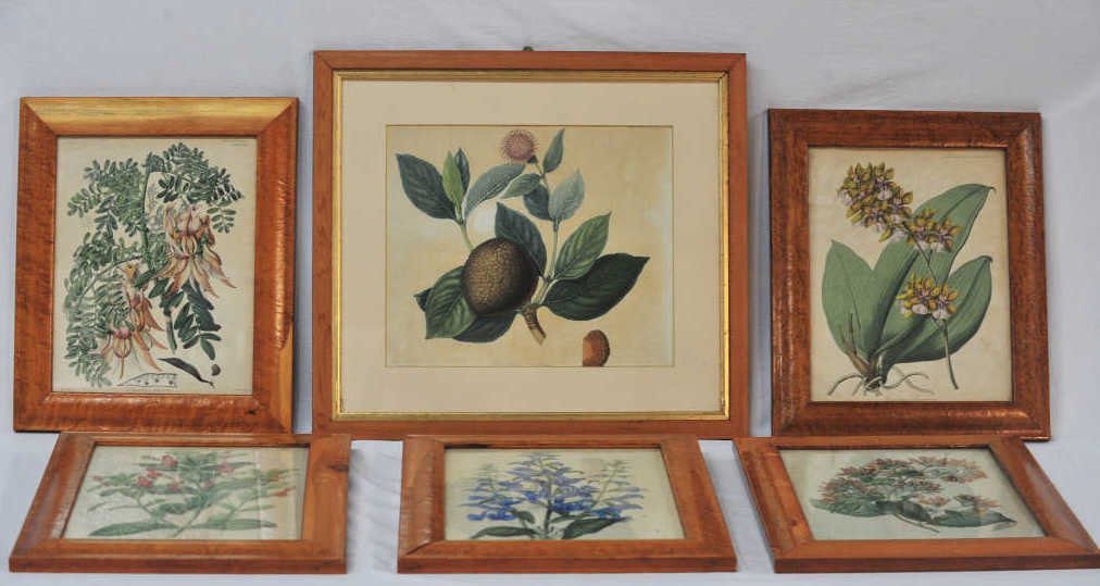 Group of Six Plant Prints: Five labeled "Hort. Trans. Vol II Second Series", all 11.5 Inches by 9 Inches. One Larger. Sarcocephalus esculendus. Height 10.5 Inches Width 12.5 Inches. Oncidium Lancenaum, Habrothamnus fasciculatus