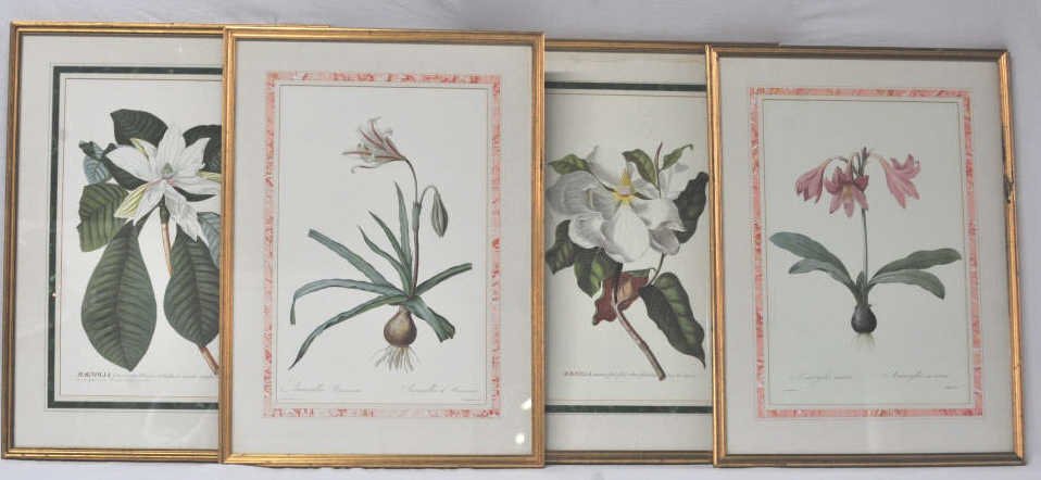 Group of Four Flower Prints with Captions: Height 20.5 Inches Width 13.5 Inches Two prints of Magnolias, and two of Amaryllis.
