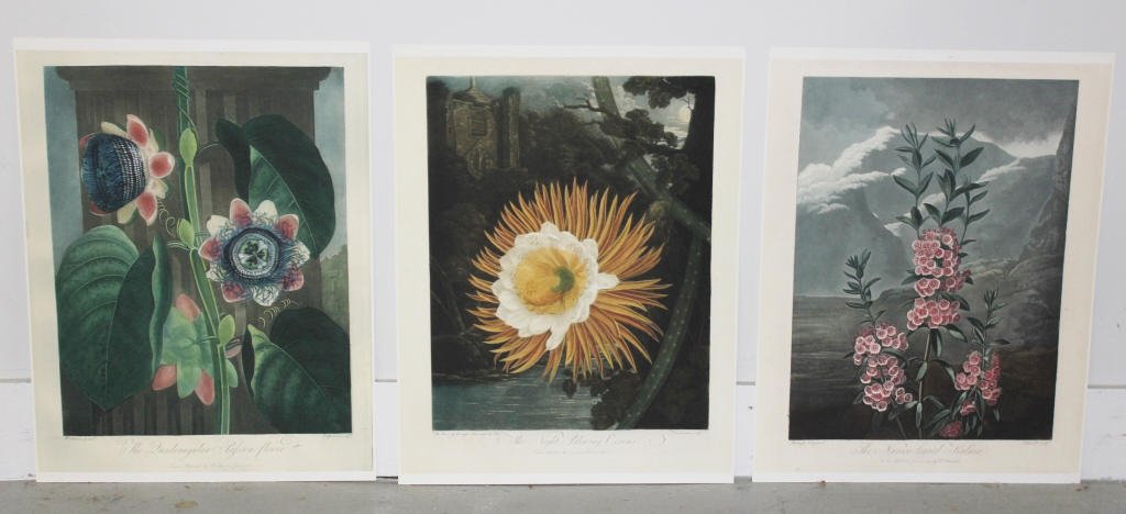 3 Botanical Prints by Robert John Thornton: Height 21 Inched With 17 Inches
