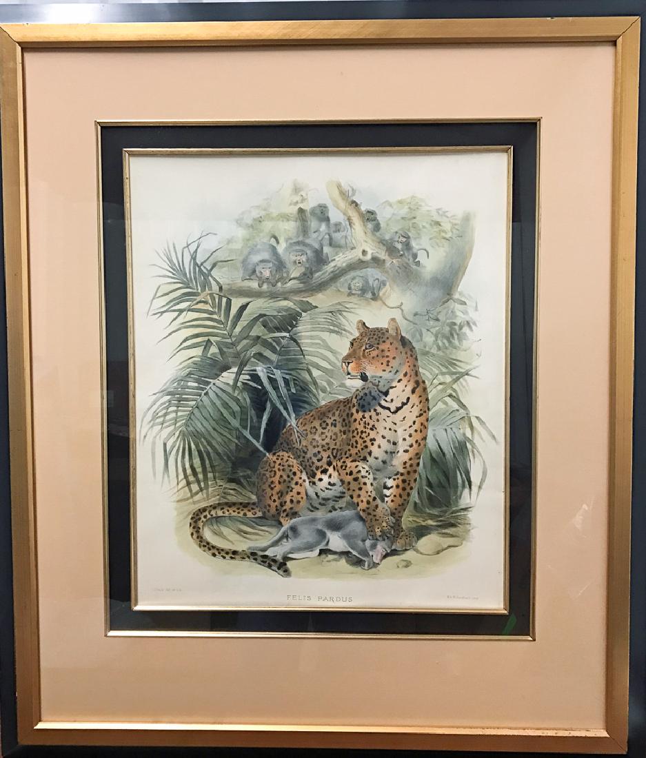 J. Smit,  Engraving "felis Pardus" (1 of 1)