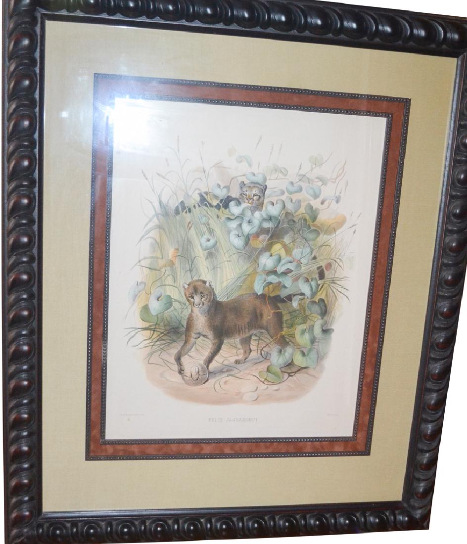 Wolf "felis Juguarandi, Wolf & Smith, "cats": Wolf "felis Juguarandi, Wolf & Smith, "cats", Hanhart - Publisher, Late 1800's, Museum Matted, Custom Framed. Size: 31" X 37", Image Size: 17 1/2" X 22".