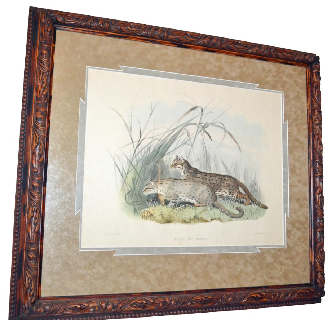 Wolf  "felis Rubiginosa".  J.smith. Wildcats" (1 of 2)