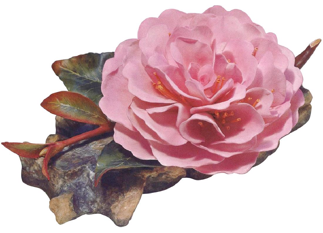 Boehm "Edward Boehm Camellia": Porcelain Bisque Decorated Floral Camellia. Hand-painted, Hand-created, Boehm, USA. Hallmark: 300-23. 1978, An Edition Of 500. Closed Edition By 1981. Size: 3 1/2" H X 8" W X 6" D. Condition: Excellen
