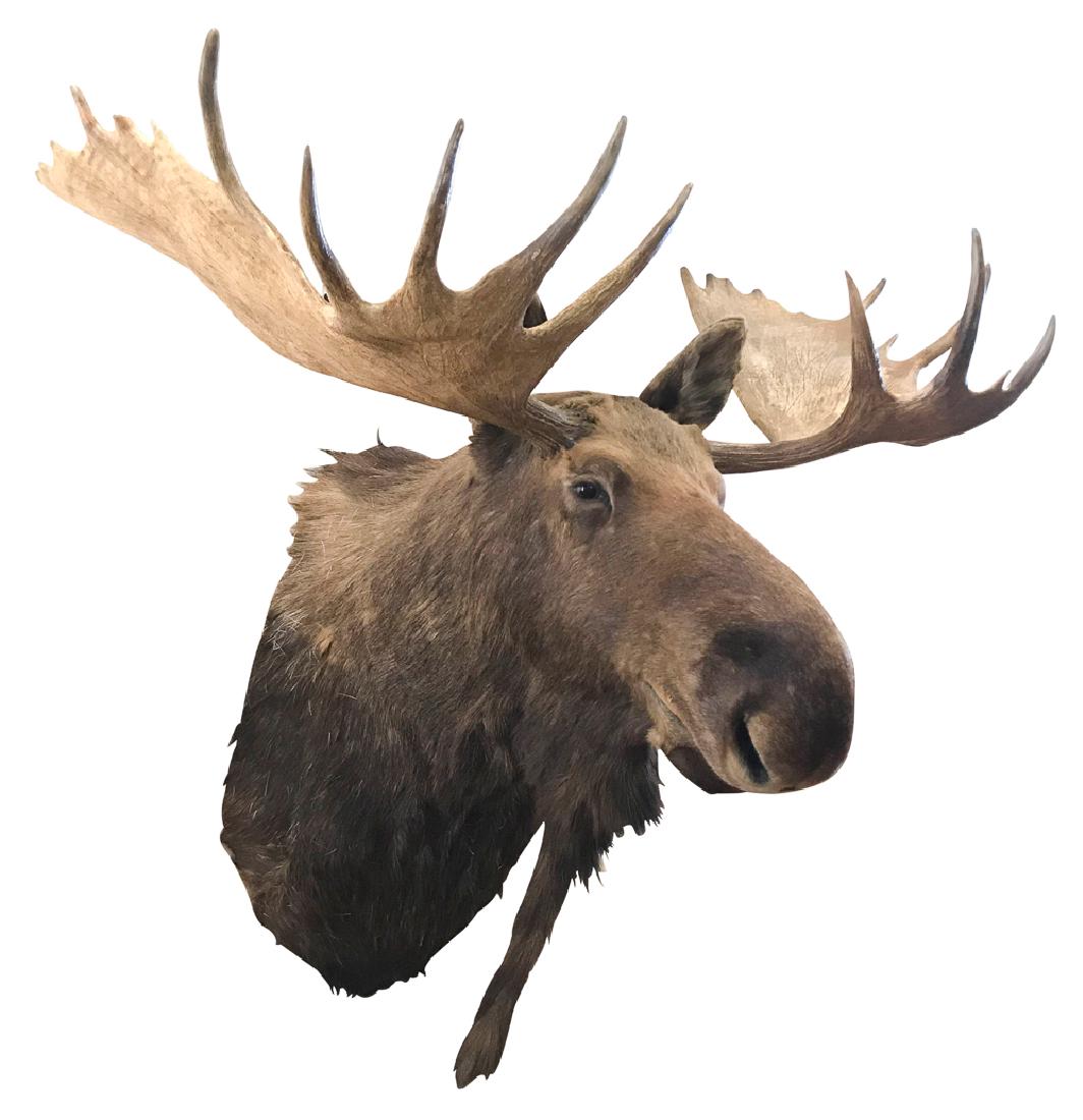 Massive Canadian Moose Mount: killed between 1920-1950. 65 inch spread. From a Dallas collector.