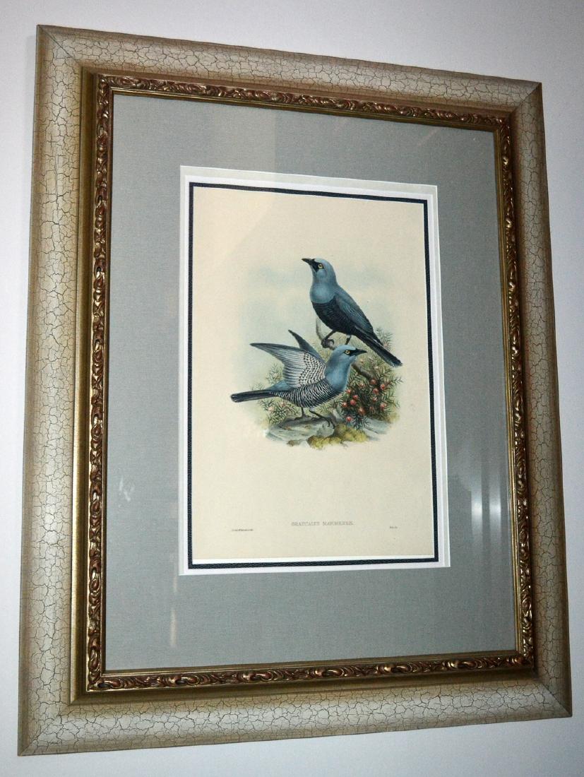 J Gould and W Hart The Birds of New Guinea: J. Gould and W Hart, The Birds of New Guinea Graucalus MAFORENSIS, Original Bird Engraving, 1875. J. Gould (1804-1881) and William Hart (1830-1908). A beautiful hand colored original engraving from Th