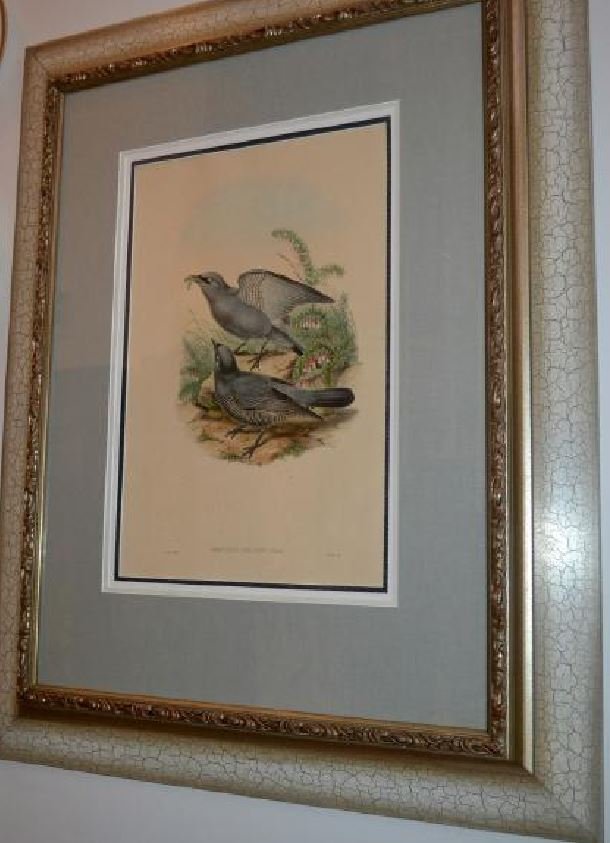 J Gould and W Hart The Birds of New Guinea: J Gould and W Hart, The Birds of New Guinea Graucalus AXILLARIS, Salved, Original Bird Engraving, 1875. J.Gould (1804-1881) and William Hart (1830-1908). A beautiful hand colored original engraving fr